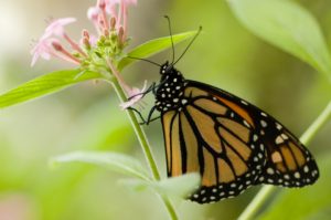 monarch flower2